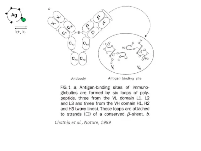 Chothia et al., Nature, 1989