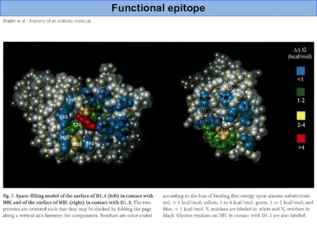 Functional epitope