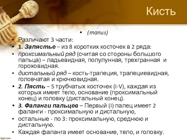 Кисть (manus) Различают 3 части: 1. Запястье – из 8 коротких