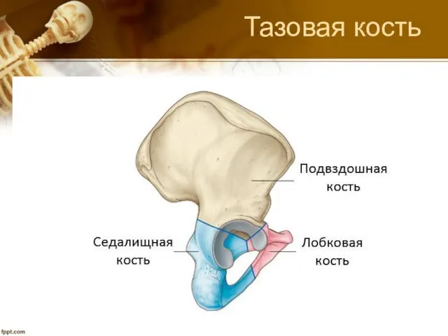 Тазовая кость