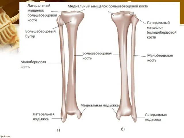 Большая и малая берцовые кости