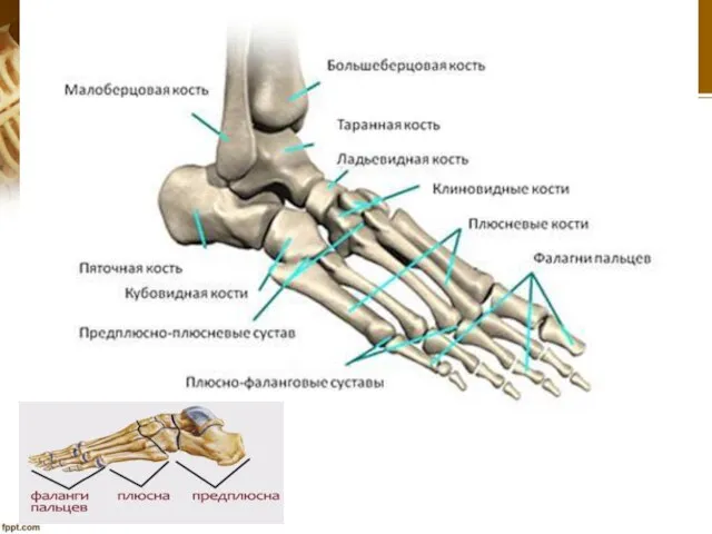 Кости стопы