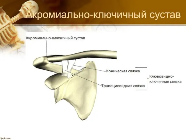 Акромиально-ключичный сустав