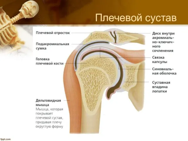 Плечевой сустав