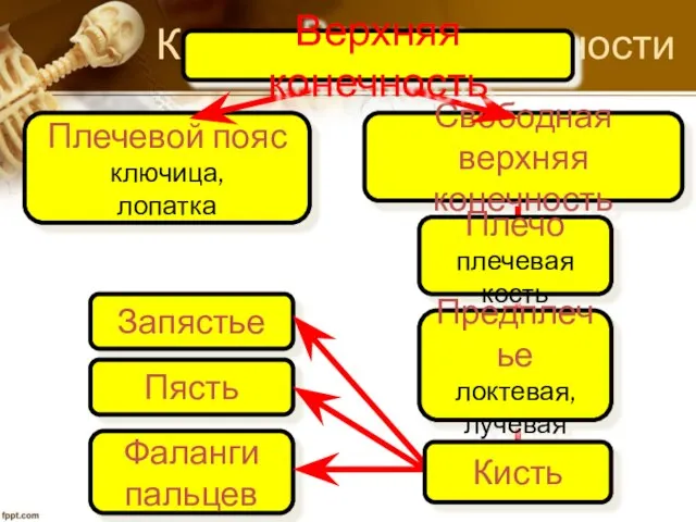 Фаланги пальцев Запястье Пясть Кости верхней конечности Плечевой пояс ключица, лопатка