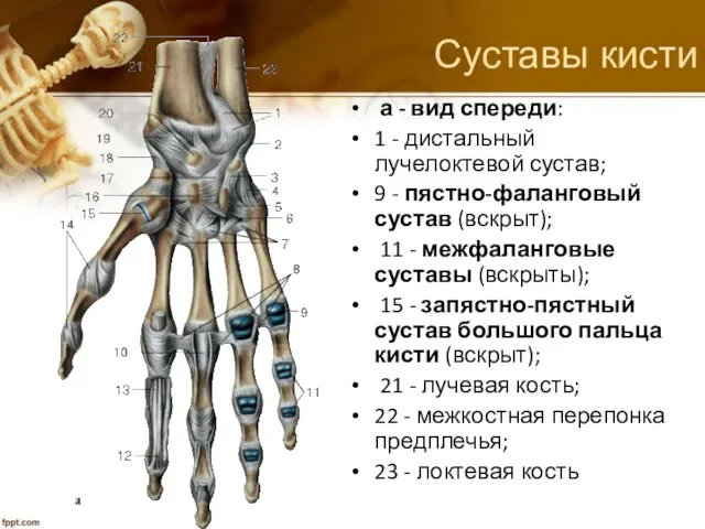 Суставы кисти а - вид спереди: 1 - дистальный лучелоктевой сустав;