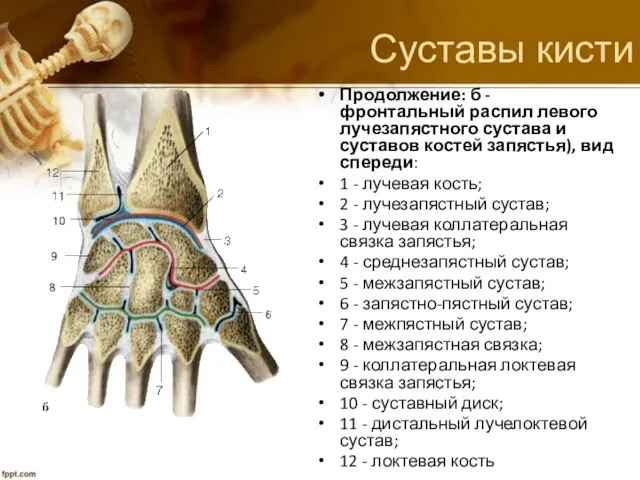 Суставы кисти Продолжение: б - фронтальный распил левого лучезапястного сустава и