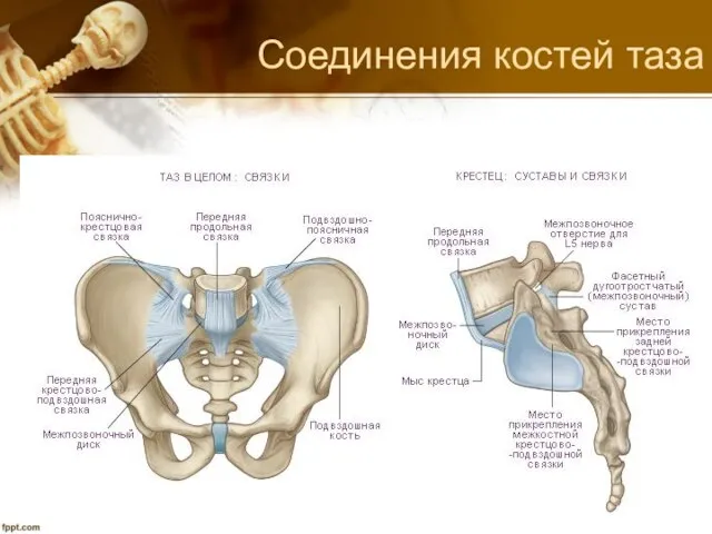 Соединения костей таза