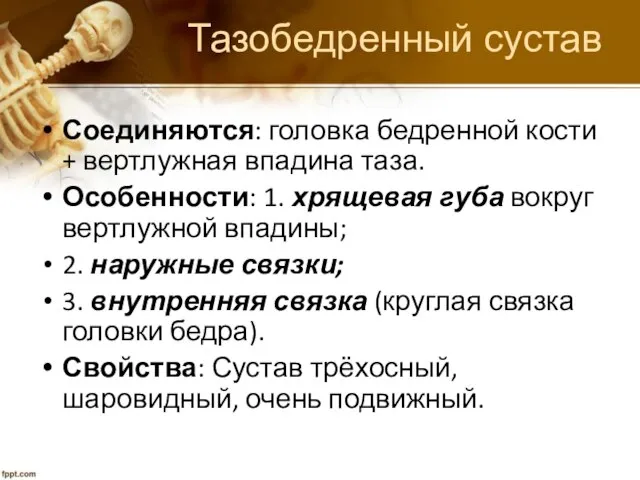 Тазобедренный сустав Соединяются: головка бедренной кости + вертлужная впадина таза. Особенности: