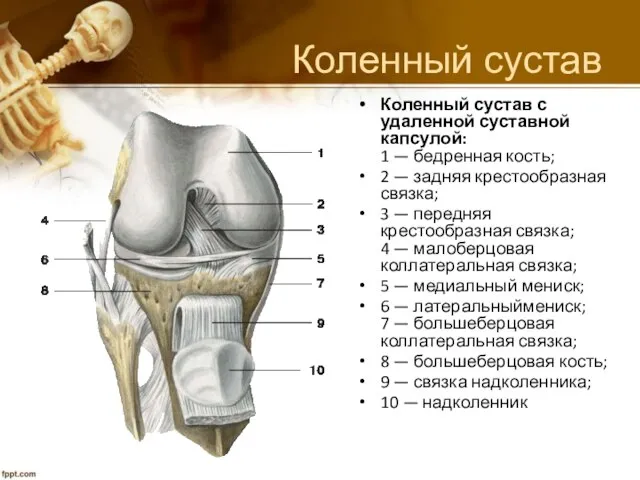 Коленный сустав Коленный сустав с удаленной суставной капсулой: 1 — бедренная