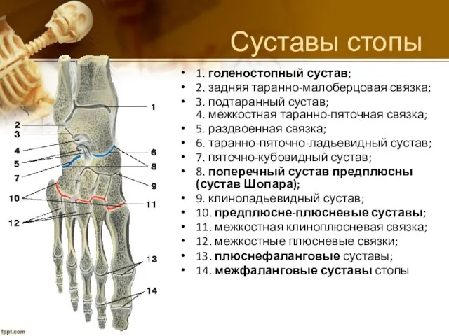 Суставы стопы 1. голеностопный сустав; 2. задняя таранно-малоберцовая связка; 3. подтаранный