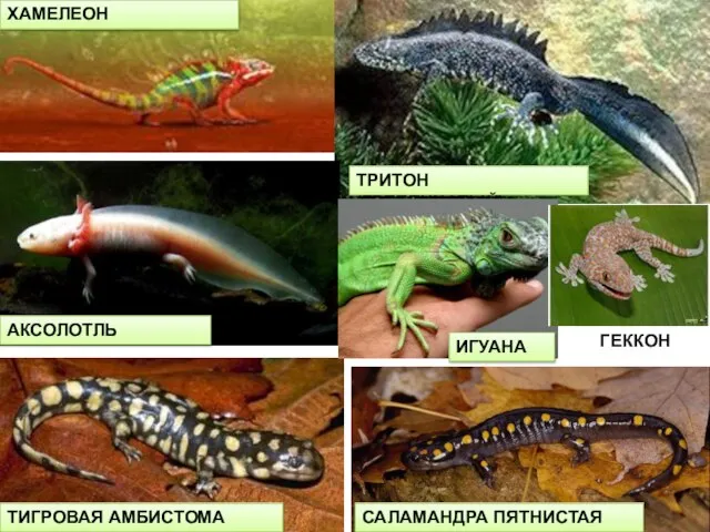 ХАМЕЛЕОН АКСОЛОТЛЬ ТРИТОН (ГРЕБЕНЧАТЫЙ) САЛАМАНДРА ПЯТНИСТАЯ ТИГРОВАЯ АМБИСТОМА ИГУАНА ГЕККОН