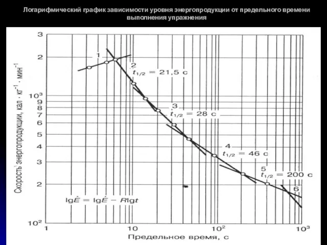 Логарифмический график зависимости уровня энергопродукции от предельного времени выполнения упражнения
