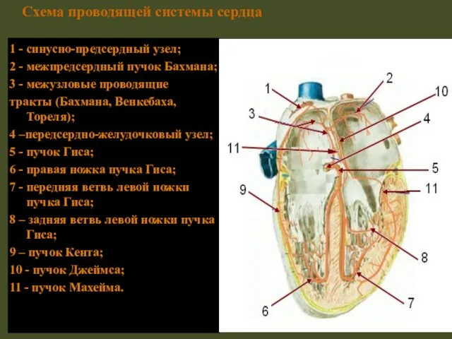 1 - синусно-предсердный узел; 2 - межпредсердный пучок Бахмана; 3 -