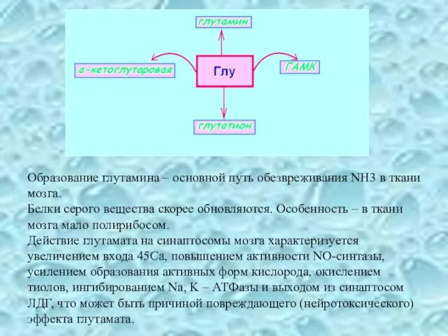 Образование глутамина – основной путь обезвреживания NH3 в ткани мозга. Белки