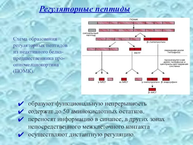 образуют функциональную непрерывность содержат до 50 аминокислотных остатков. переносят информацию в