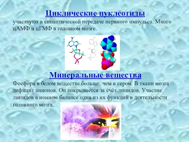 Циклические нуклеотиды участвуют в синаптической передаче нервного импульса. Много цАМФ и