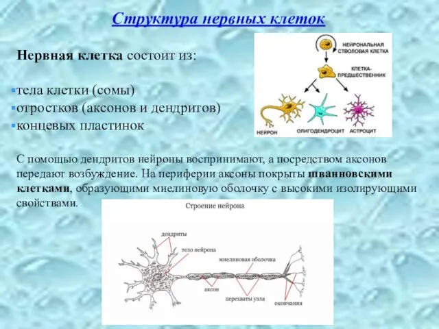 Структура нервных клеток Нервная клетка состоит из: тела клетки (сомы) отростков