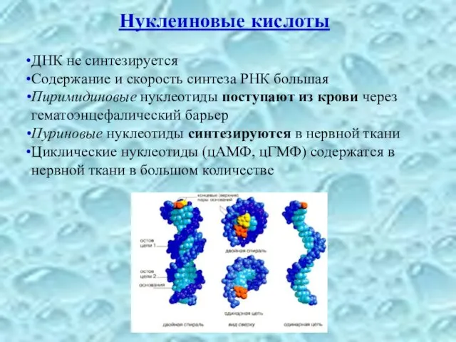 Нуклеиновые кислоты ДНК не синтезируется Содержание и скорость синтеза РНК большая