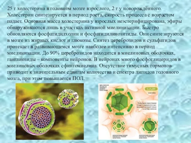 25 г холестерина в головном мозге взрослого, 2 г у новорождённого.