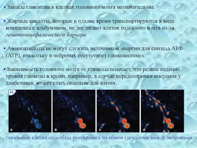 Запасы гликогена в клетках головного мозга незначительны. Жирные кислоты, которые в