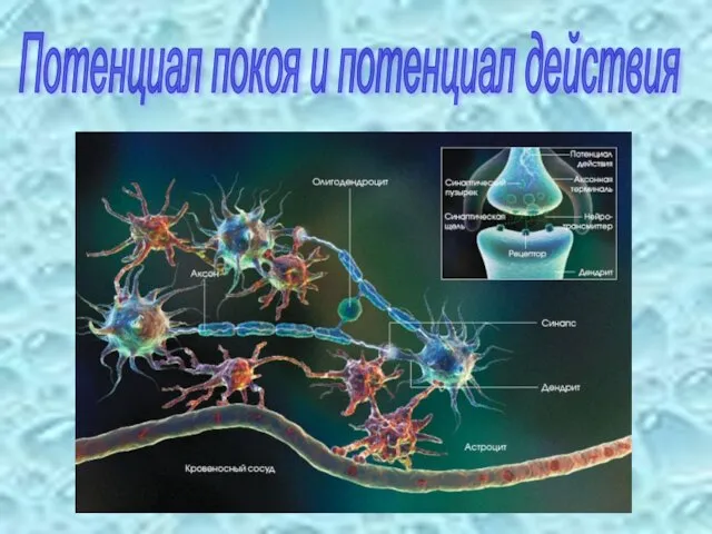 Потенциал покоя и потенциал действия