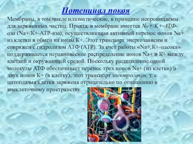 Потенциал покоя Мембраны, в том чикле плазматические, в принципе непроницаемы для