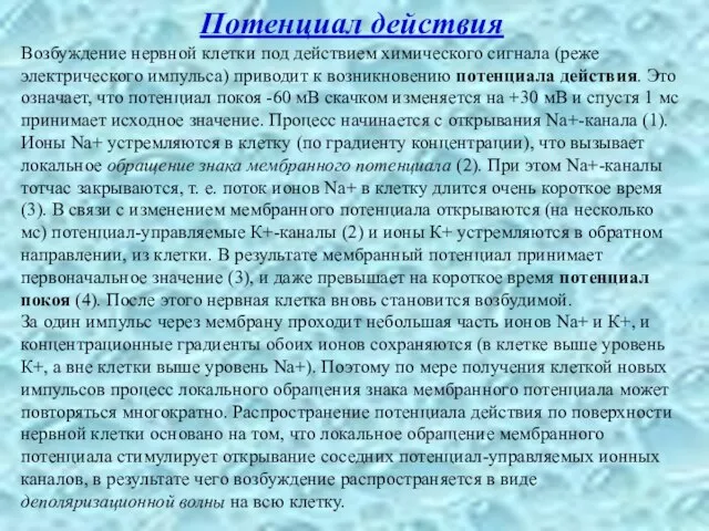 Потенциал действия Возбуждение нервной клетки под действием химического сигнала (реже электрического