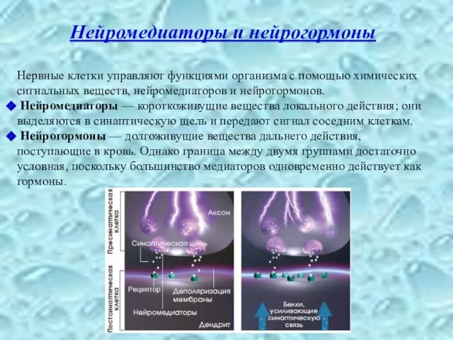 Нейромедиаторы и нейрогормоны Нервные клетки управляют функциями организма с помощью химических