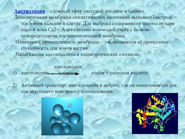 Ацетилхолин – сложный эфир уксусной кислоты и холина. Деполяризация мембраны синаптических