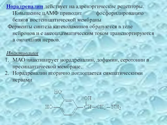 Норадреналин действует на адренэргические рецепторы. Повышение цАМФ приводит фосфорилированию белков постсинаптической