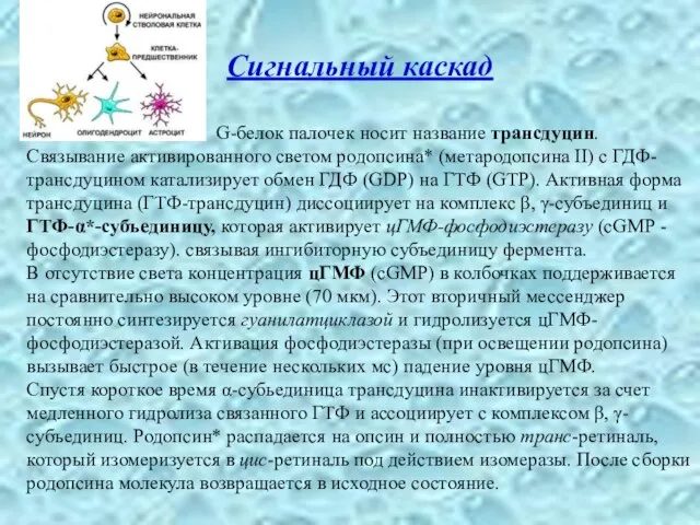 Сигнальный каскад G-белок палочек носит название трансдуцин. Связывание активированного светом родопсина*