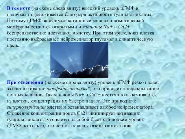 В темноте (на схеме слева внизу) высокий уровень цГМФ в палочках