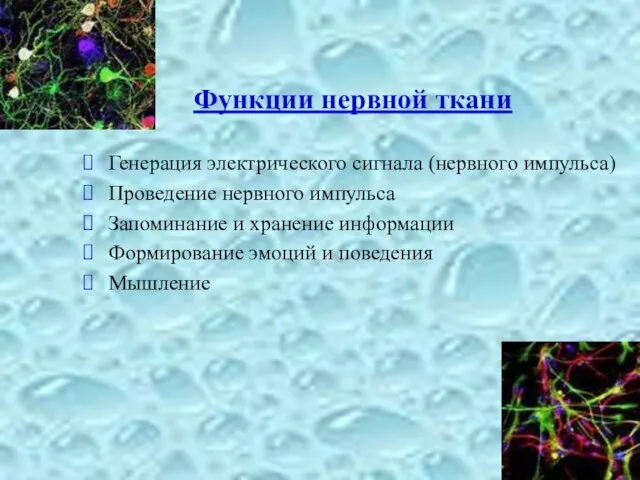 Функции нервной ткани Генерация электрического сигнала (нервного импульса) Проведение нервного импульса