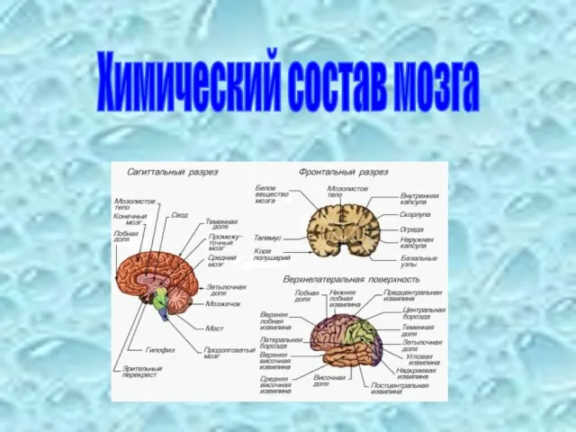 Химический состав мозга