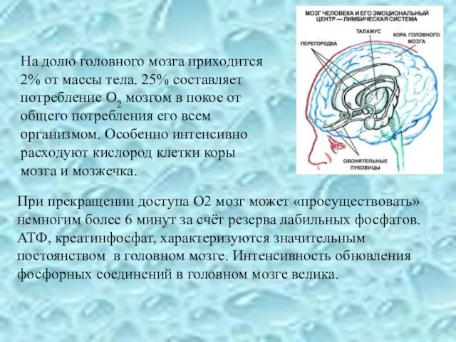 На долю головного мозга приходится 2% от массы тела. 25% составляет