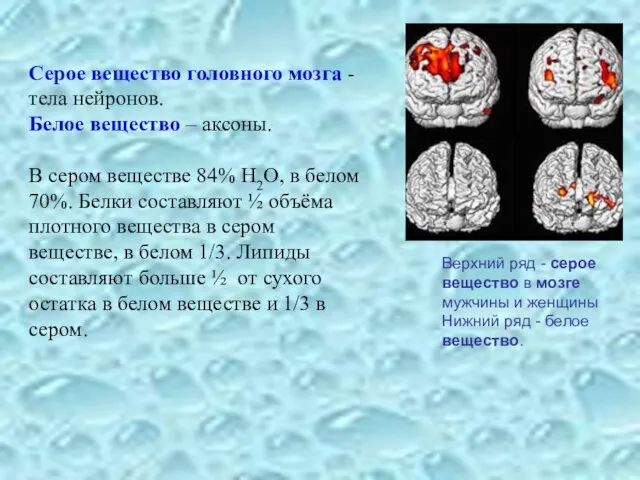 Верхний ряд - серое вещество в мозге мужчины и женщины Нижний