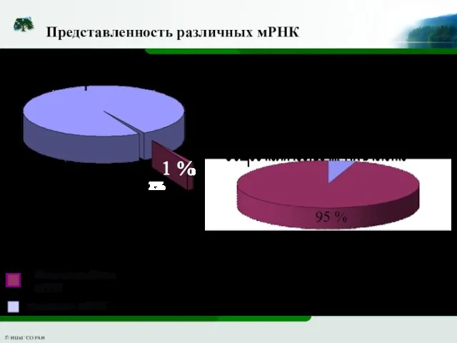 Представленность различных мРНК 95 %