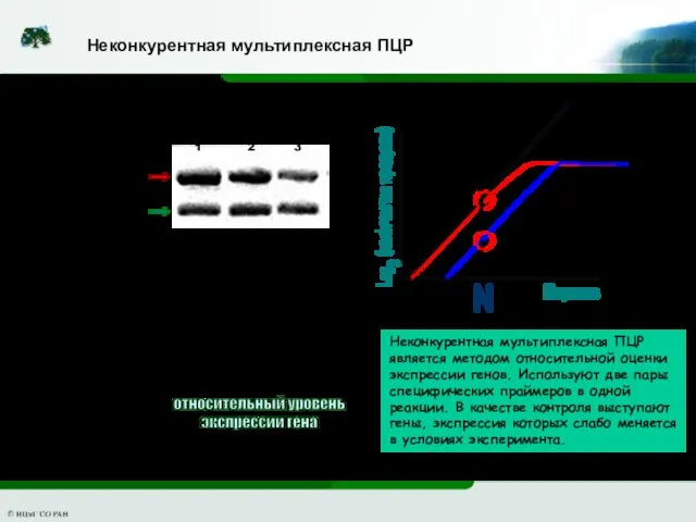 относительный уровень экспрессии гена Неконкурентная мультиплексная ПЦР является методом относительной оценки