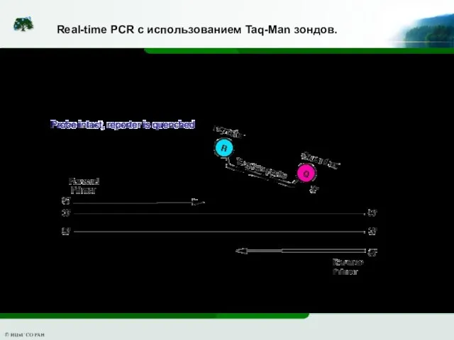 Real-time PCR с использованием Taq-Man зондов.