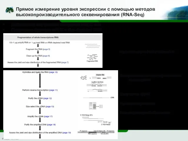 Прямое измерение уровня экспрессии с помощью методов высокопроизводительного секвенирования (RNA-Seq) Фрагментация