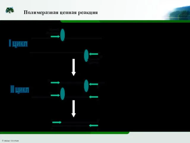 Полимеразная цепная реакция