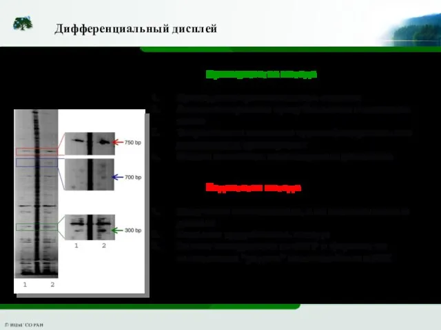 Дифференциальный дисплей Преимущества метода Проведение сравнительного анализа Анализ экспрессии сразу большого