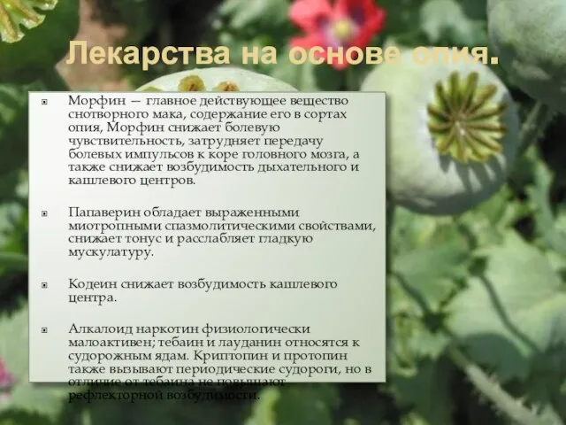 Лекарства на основе опия. Морфин — главное действующее вещество снотворного мака,