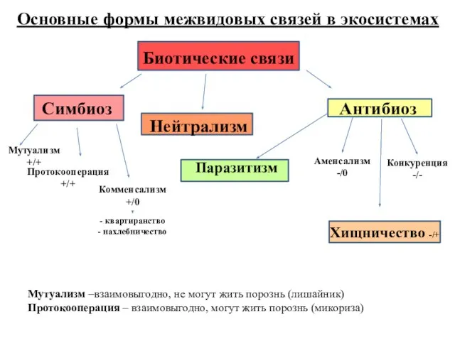 Основные формы межвидовых связей в экосистемах Биотические связи Симбиоз Нейтрализм Антибиоз