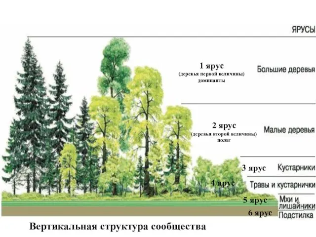 1 ярус (деревья первой величины) доминанты 2 ярус (деревья второй величины)