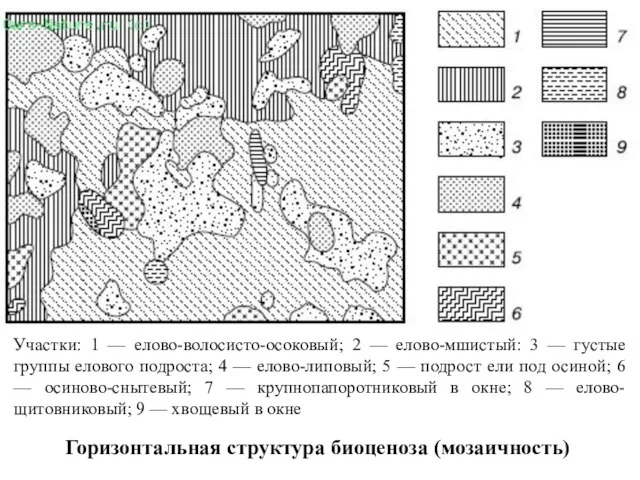 Участки: 1 — елово-волосисто-осоковый; 2 — елово-мшистый: 3 — густые группы