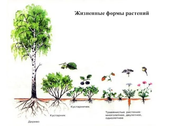 Жизненные формы растений