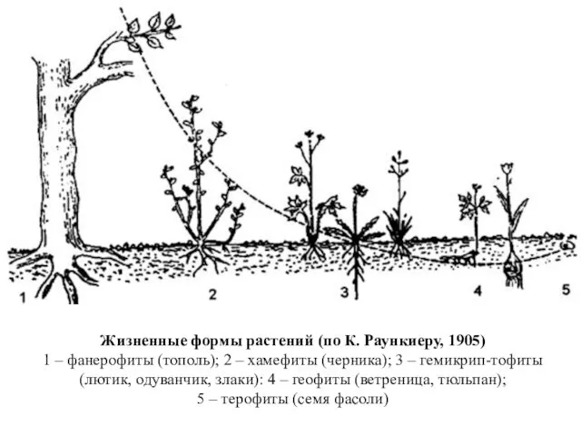 Жизненные формы растений (по К. Раункиеру, 1905) 1 – фанерофиты (тополь);