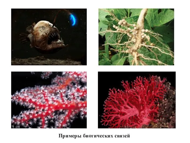 Примеры биотических связей